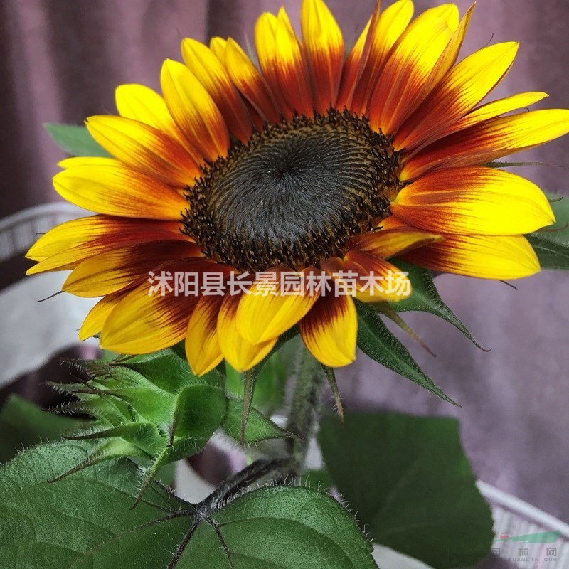 向日葵種子價(jià)格 觀花植物 花卉種子 庭院園藝 