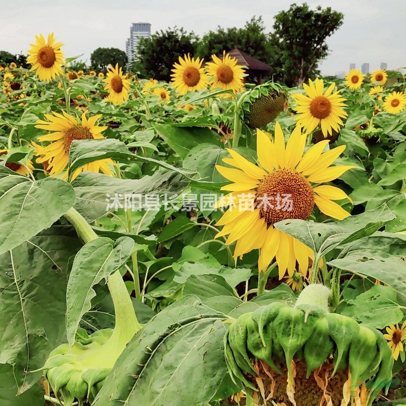 優(yōu)質(zhì)向日葵種子 易播易管理 花卉草坪觀花草籽