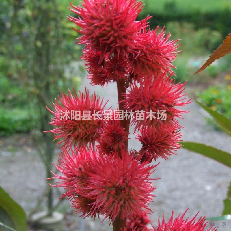 優(yōu)質(zhì)新草花種子 紅色蓖麻種子 發(fā)芽率高 價格便宜