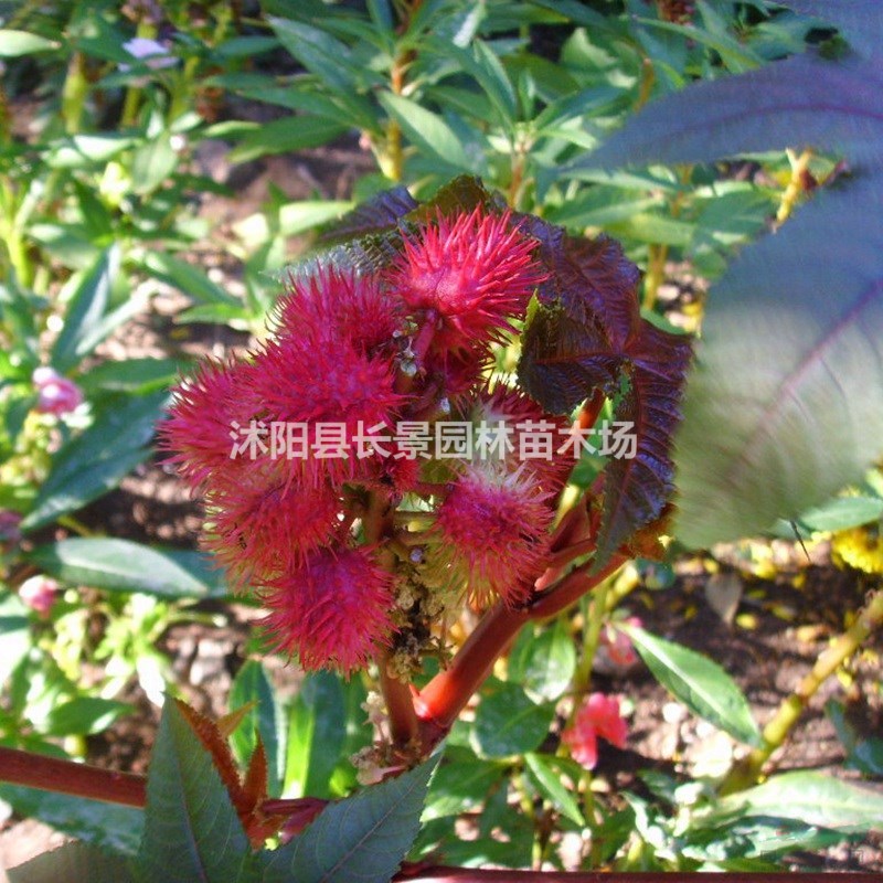 優(yōu)質(zhì)新草花種子 紅色蓖麻種子 發(fā)芽率高 價格便宜