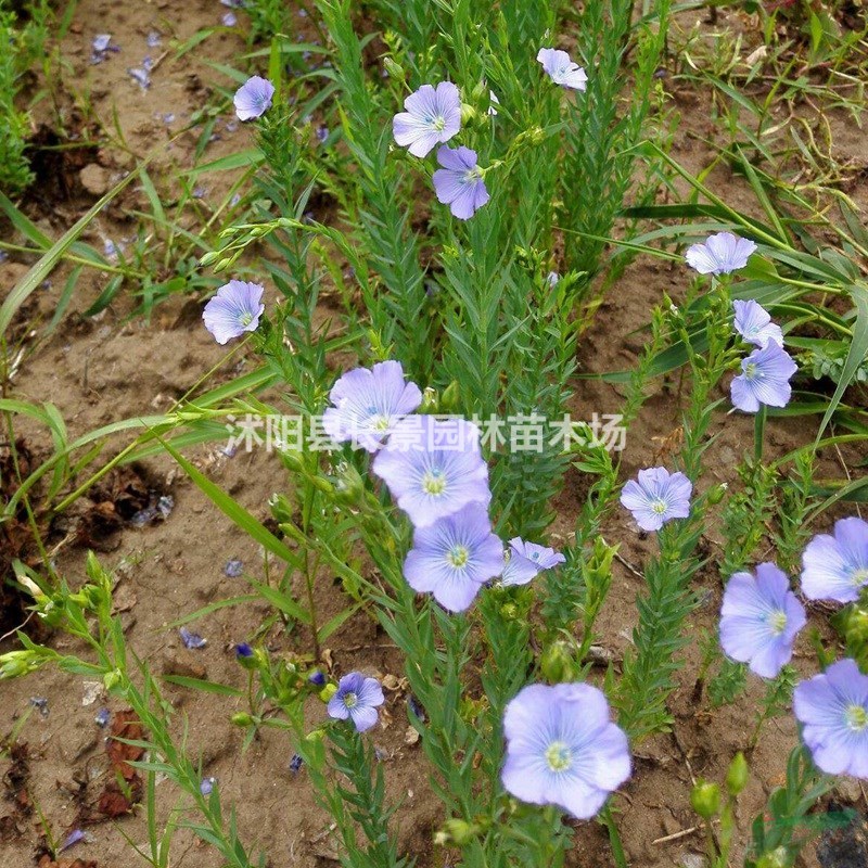 藍花亞麻種子 園林綠化工程花海  品種齊全 