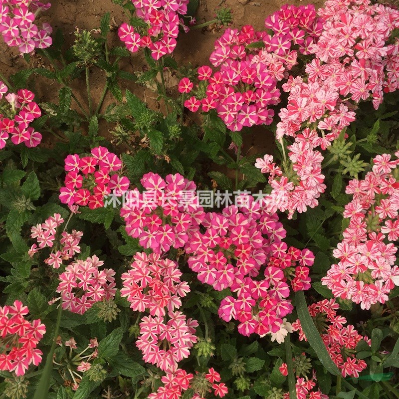 優(yōu)質(zhì)加拿大美女櫻種子 易播易管理 花卉草坪觀花草籽 量大價(jià)優(yōu)