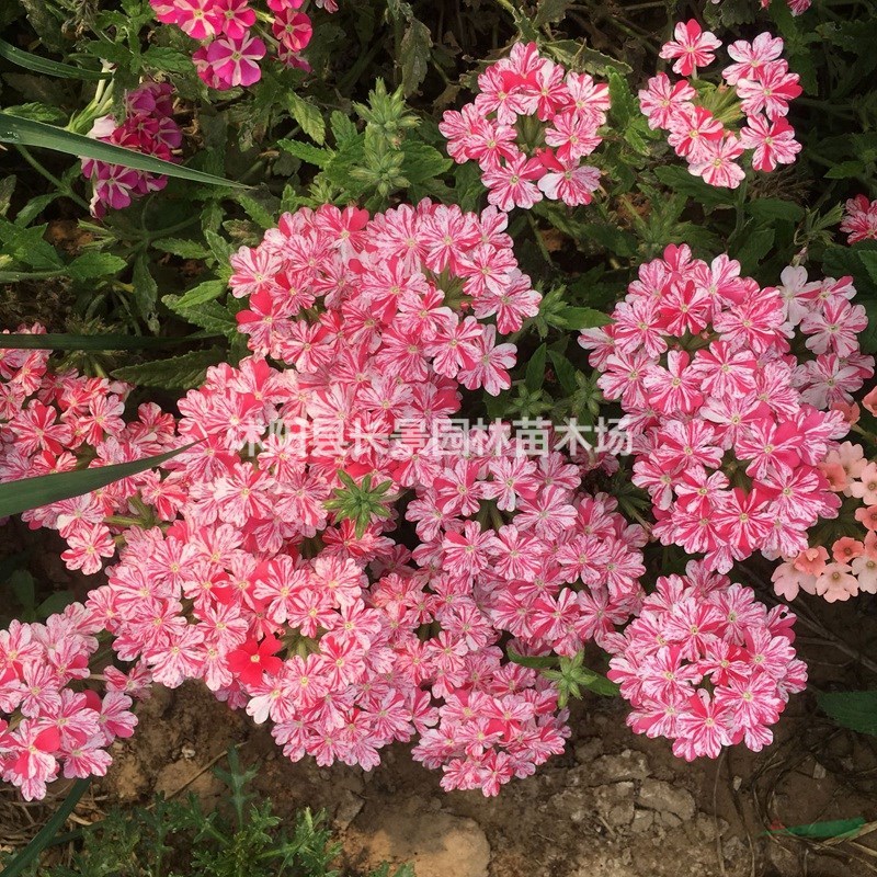 優(yōu)質(zhì)加拿大美女櫻種子 易播易管理 花卉草坪觀花草籽 量大價(jià)優(yōu)