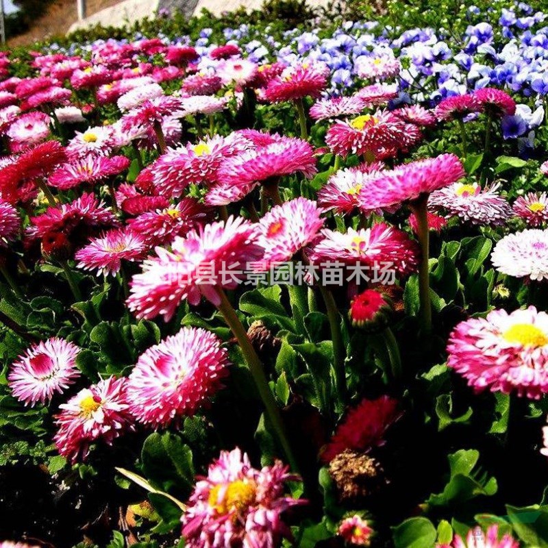 精品麥桿菊種子 易播易管理 花卉草坪觀花草籽量大價優(yōu)