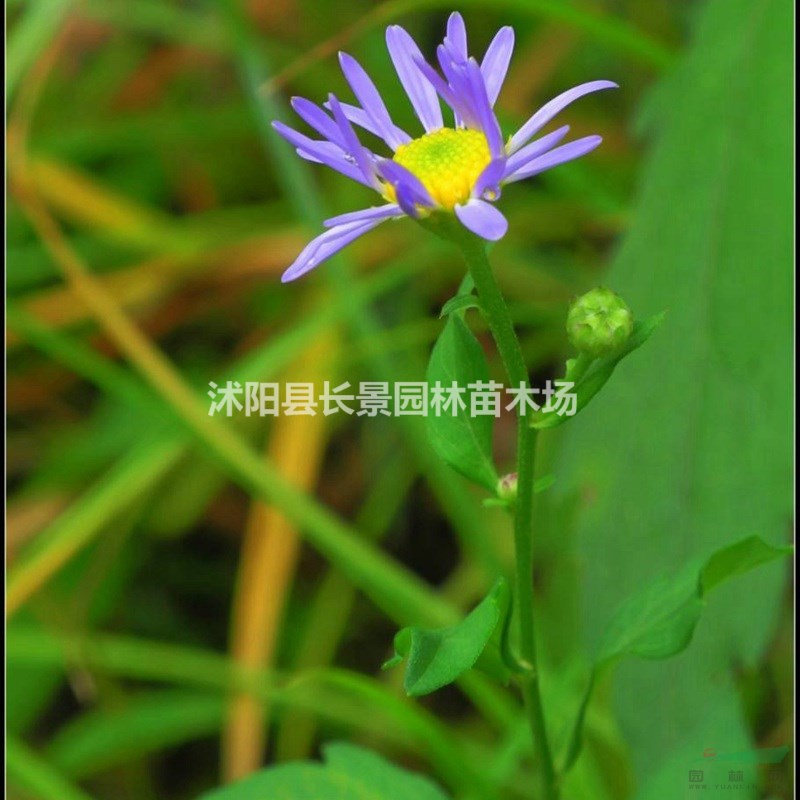 精品紫菀種子 易播易管理 花卉草坪觀花草籽