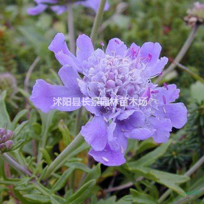 供應(yīng)優(yōu)質(zhì)輪鋒菊種子 品種保證 觀賞性好花期長 量大無憂