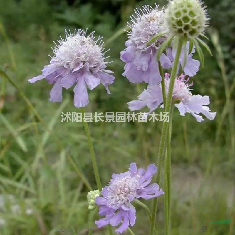 供應(yīng)優(yōu)質(zhì)輪鋒菊種子 品種保證 觀賞性好花期長 量大無憂