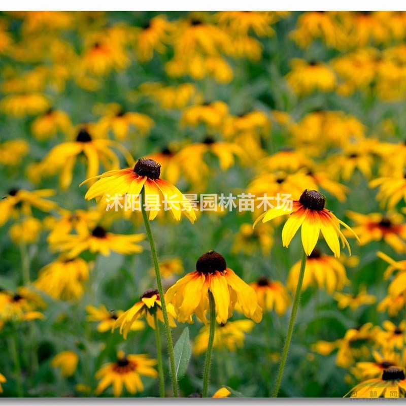 供應(yīng)花環(huán)菊種子 園林綠化工程花海  品種齊全  質(zhì)量無憂