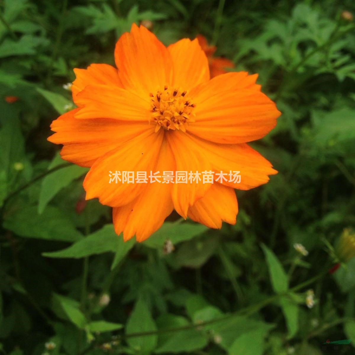 精品硫化菊種子 易播易管理 花卉草坪觀花草籽