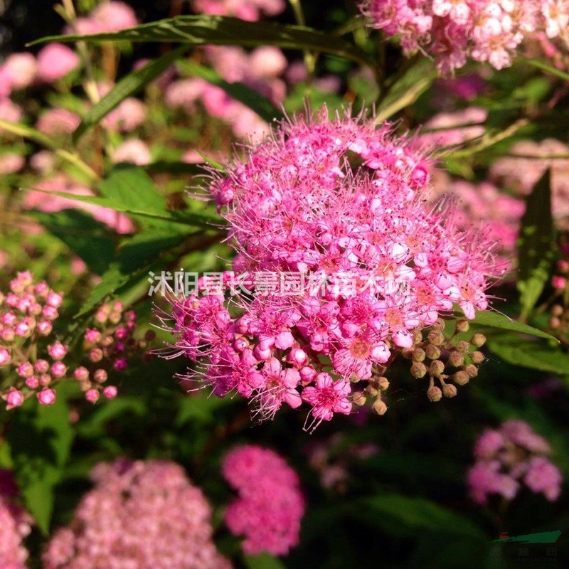 繡線菊種子價(jià)格 觀花植物 花卉種子 庭院園藝 