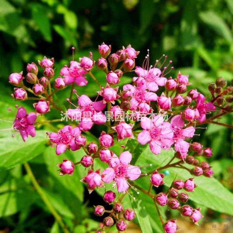 繡線菊種子價(jià)格 觀花植物 花卉種子 庭院園藝 