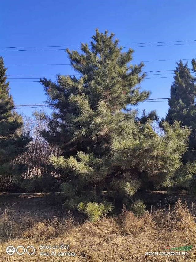 山西4米油松價(jià)格山西5米油松價(jià)格4米到5米油松報(bào)價(jià)4米油松報(bào)