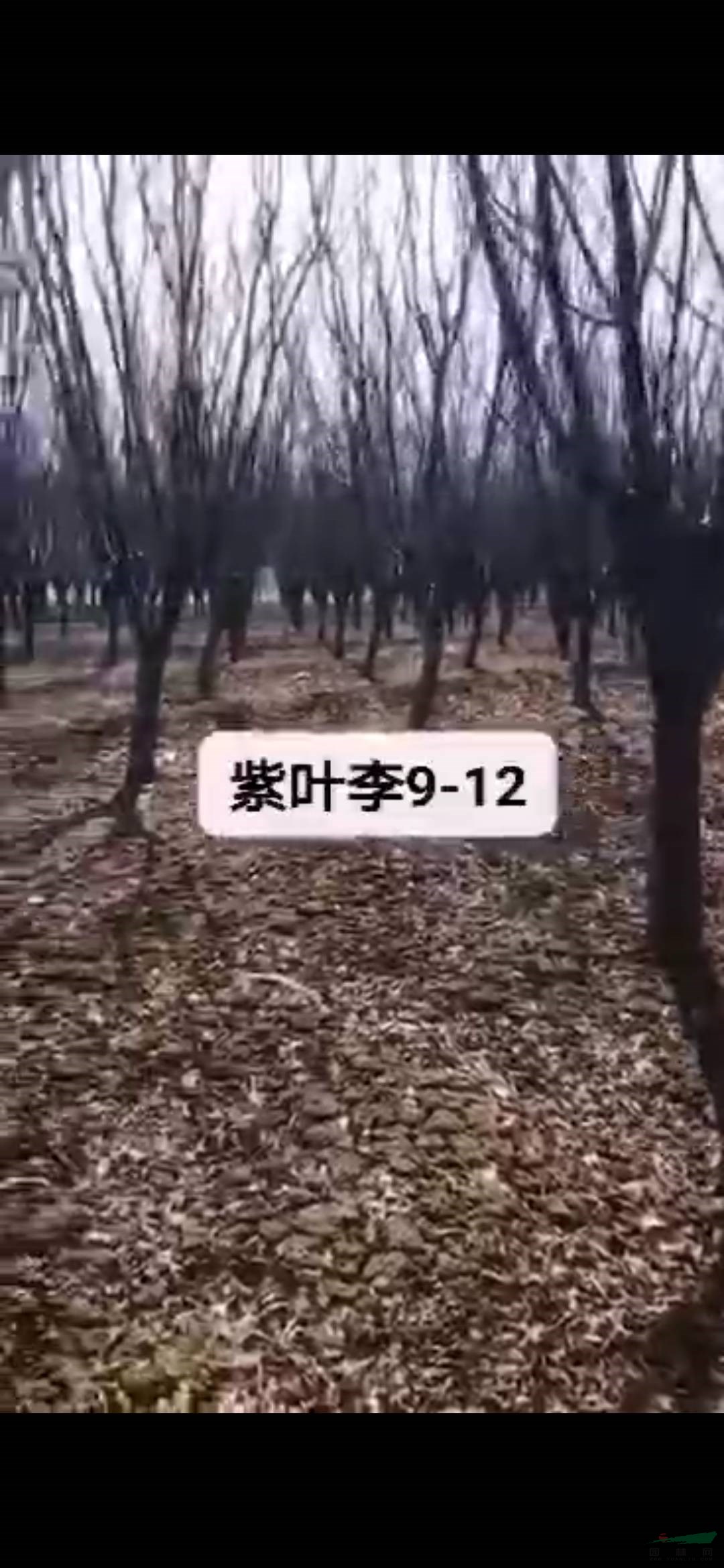 我苗圃常年供應9到12公分紫葉李，九公分職業(yè)你價格怎么樣