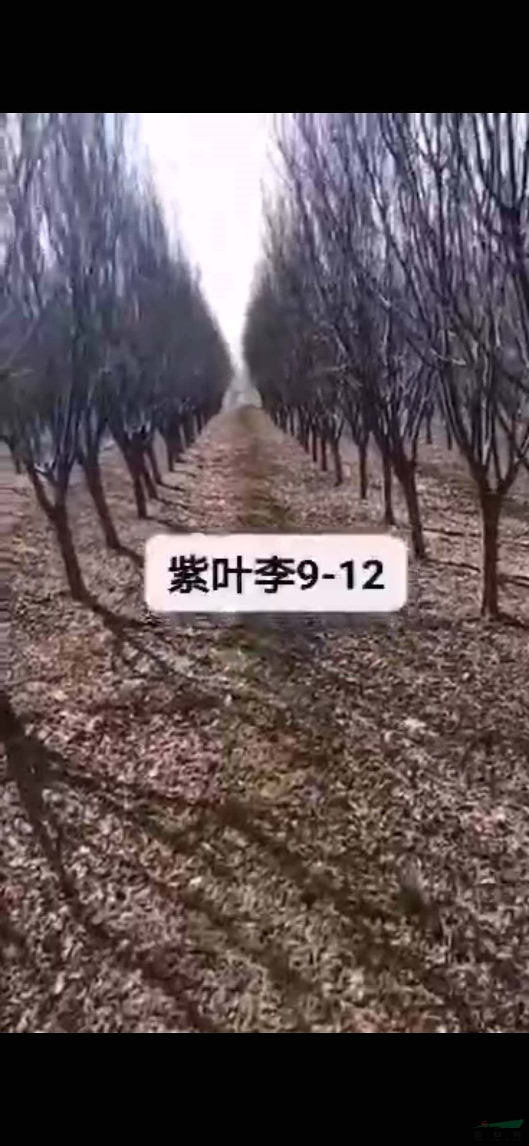 我苗圃常年供應9到12公分紫葉李，九公分職業(yè)你價格怎么樣