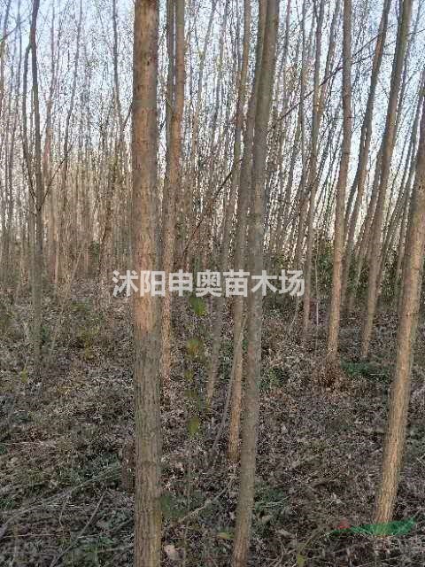 供應(yīng)竹柳，竹柳基地，竹柳照片，竹柳價格，竹柳小苗