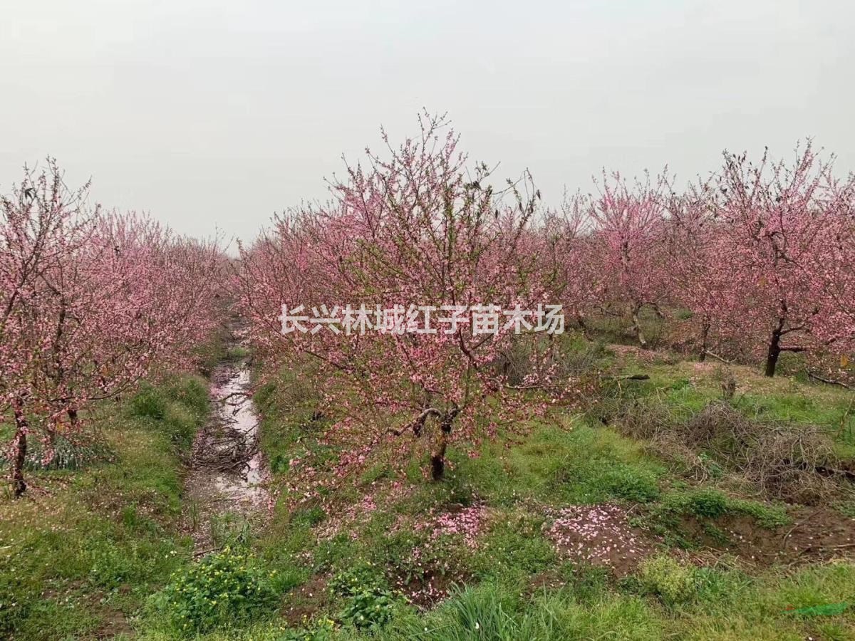 黄桃树大量现货