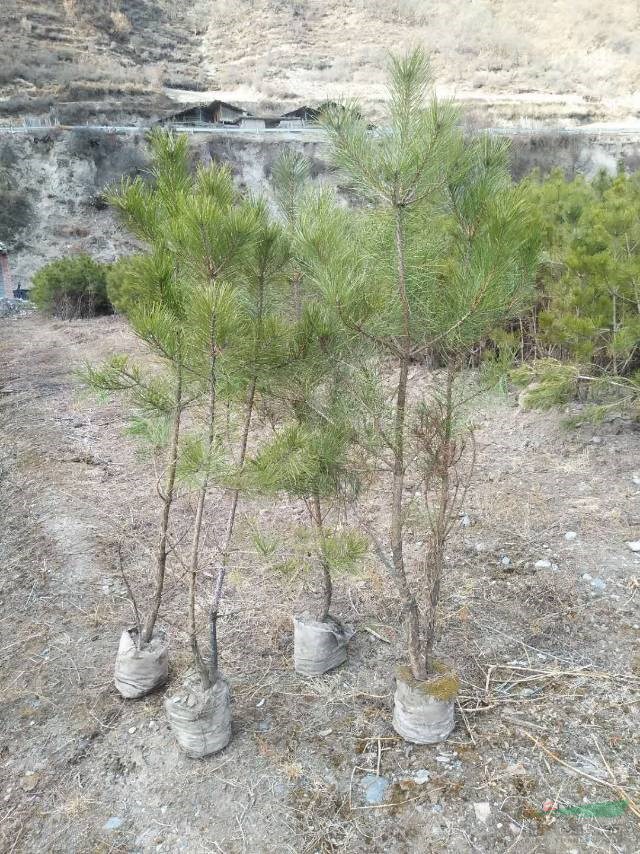 杯苗油松，山西油松杯苗批發(fā)大量批發(fā)各種規(guī)格油松杯苗