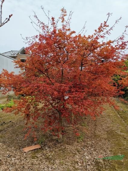 日本红枫