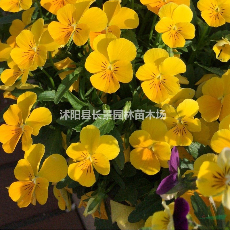 直銷三色堇種子 優(yōu)質(zhì)草花種子 耐寒耐旱易種易管理