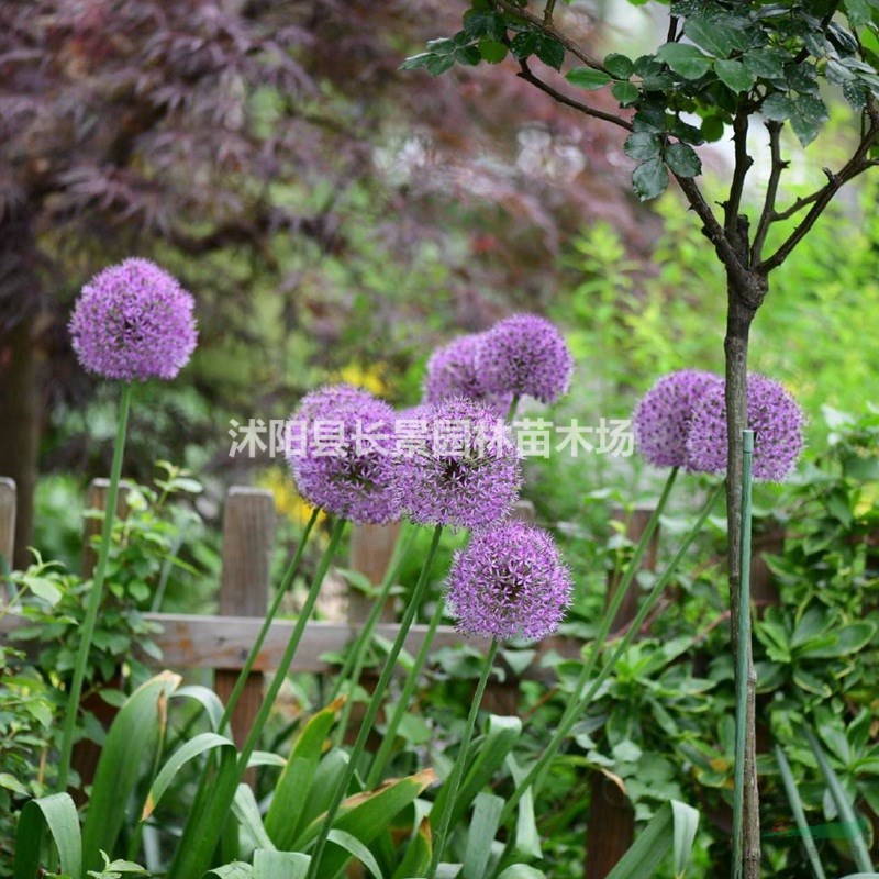 直銷(xiāo)花蔥種子 紫色草花種子 耐寒耐旱易種易管理