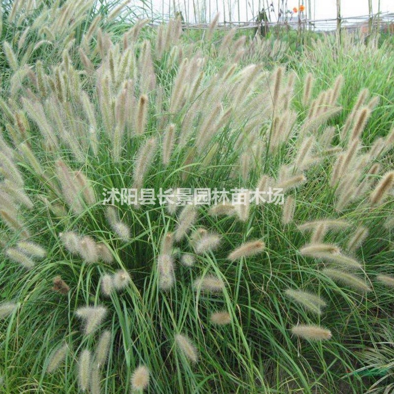 供應(yīng)觀賞狼尾草種子  質(zhì)量無憂 廠家直銷  觀賞性好花期長