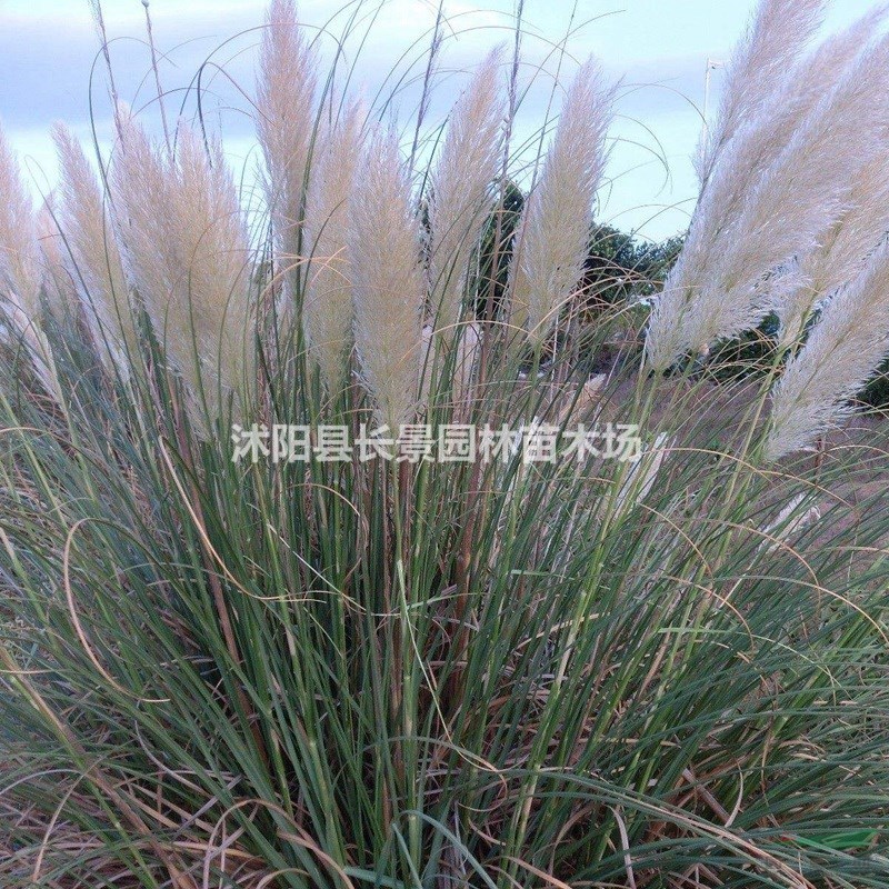 供應(yīng)觀賞狼尾草種子  質(zhì)量無憂 廠家直銷  觀賞性好花期長