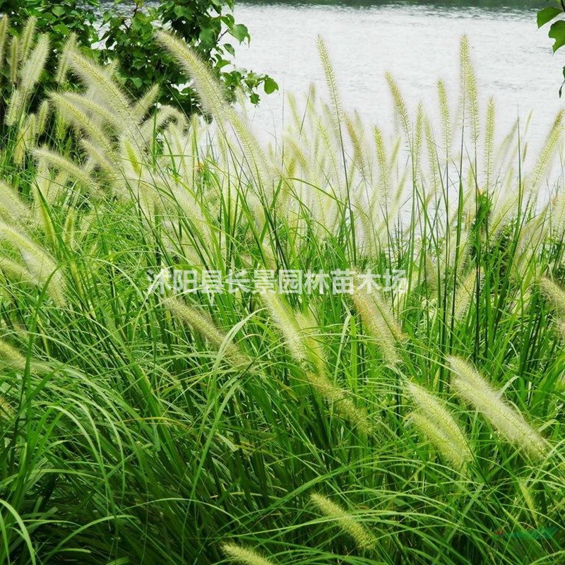 觀賞狼尾草種子 優(yōu)質(zhì)草花種子 花色好耐寒耐旱