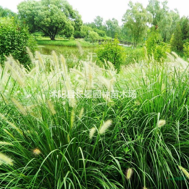 觀賞狼尾草種子 優(yōu)質(zhì)草花種子 花色好耐寒耐旱