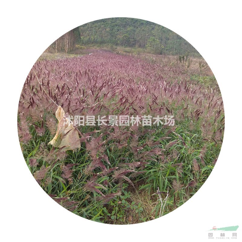 精選糖蜜草種子現(xiàn)貨批發(fā)價格 花期長花色好