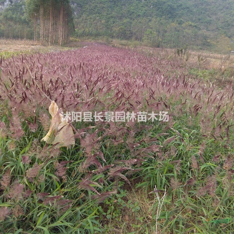 精選糖蜜草種子現(xiàn)貨批發(fā)價格 花期長花色好