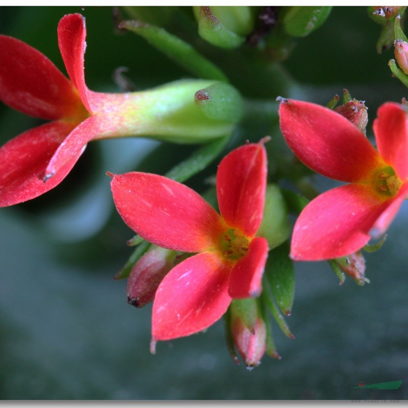 精選福壽花種子現(xiàn)貨批發(fā)價(jià)格 花期長花色好