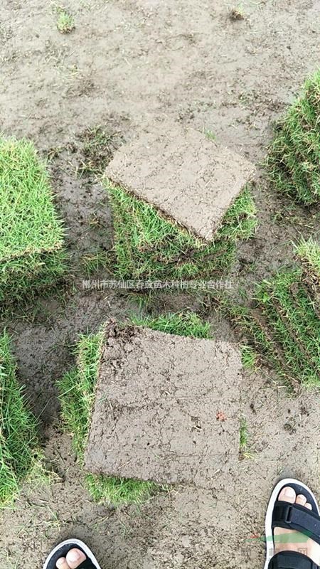 湖南省郴州市蘇仙區(qū)馬尼拉草皮供應(yīng)廣東