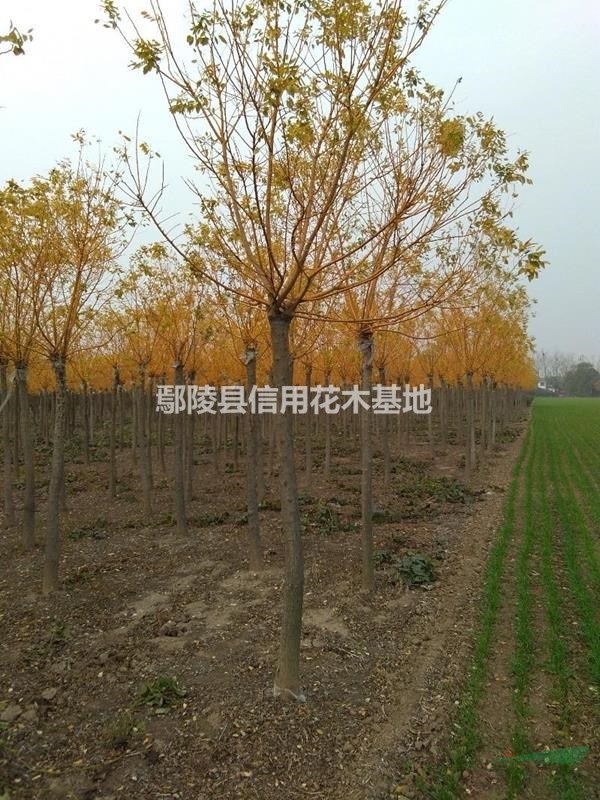 河南絲棉木8公分，報(bào)價(jià)13O元