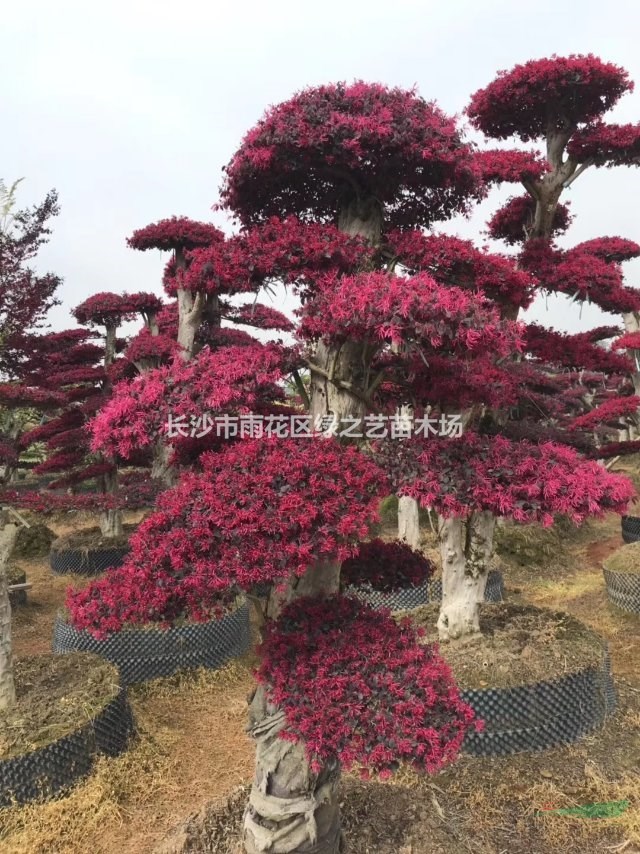 湖南长沙红花继木桩景 造型树桩 庭院景观 __长沙市区