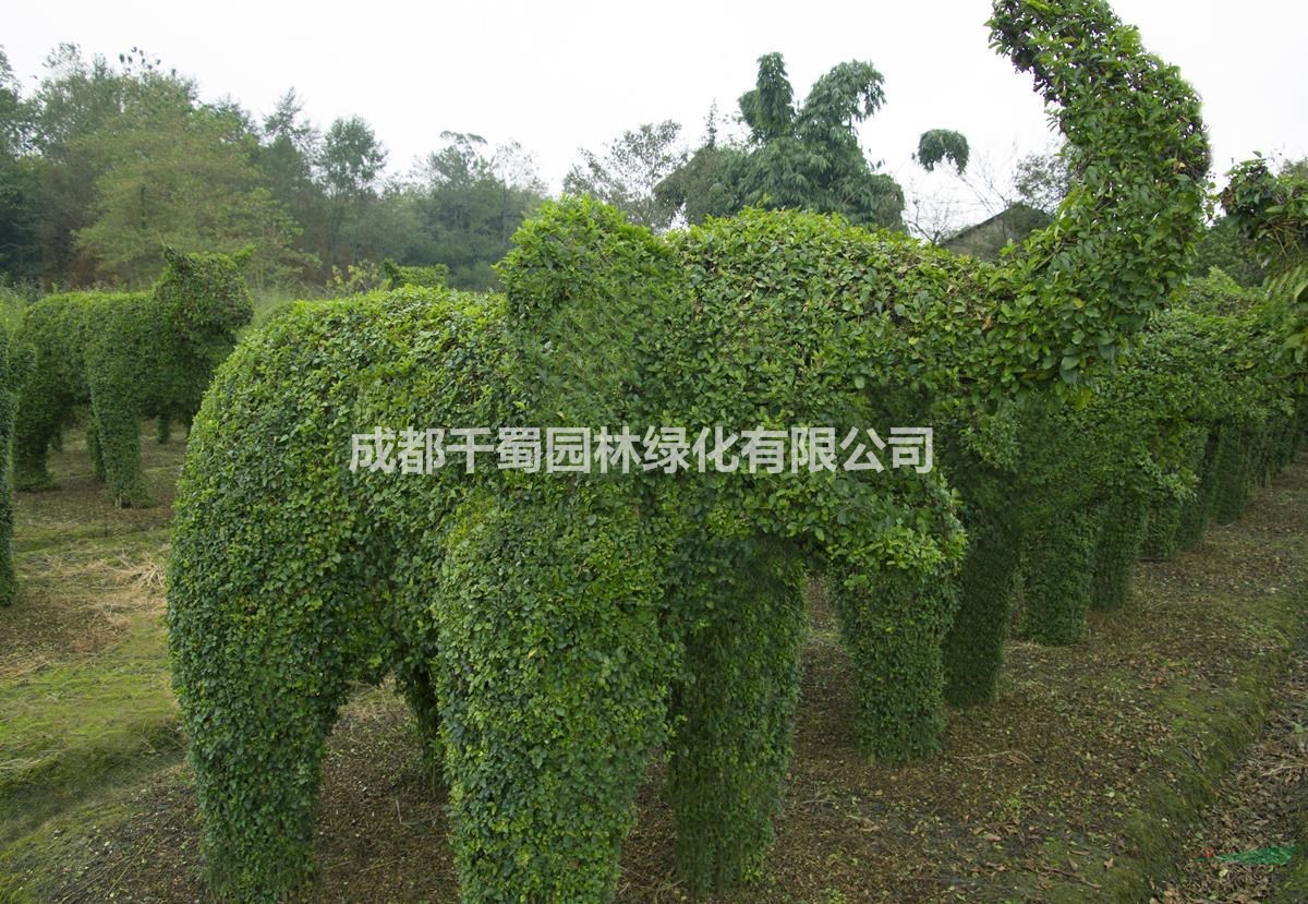 四川造型基地供應小葉女貞動物造型，運動造型，海洋系列批發(fā)