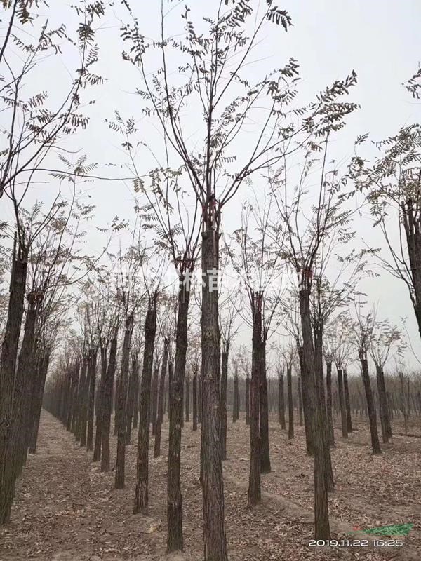 12公分嫁接香花槐  15公分嫁接香花槐  香花槐質(zhì)優(yōu)價(jià)廉