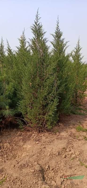 山西高兩米五的蜀檜，2.5米高蜀檜價(jià)格，買山西蜀檜到絳縣