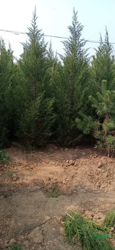 山西高兩米五的蜀檜，2.5米高蜀檜價(jià)格，買山西蜀檜到絳縣