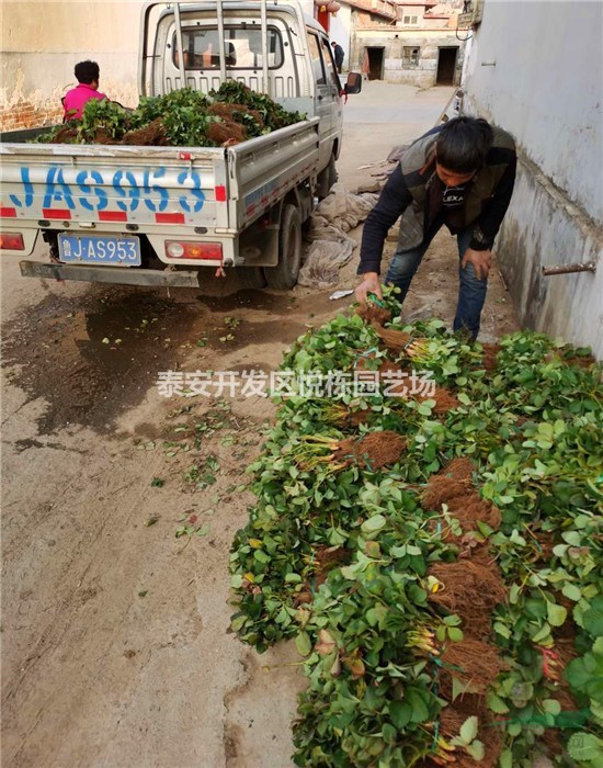 占地草莓苗多少錢一棵哪里有價格 三葉一心草莓苗