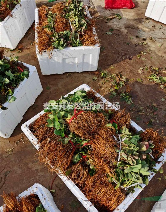 占地草莓苗多少錢一棵哪里有價格 三葉一心草莓苗