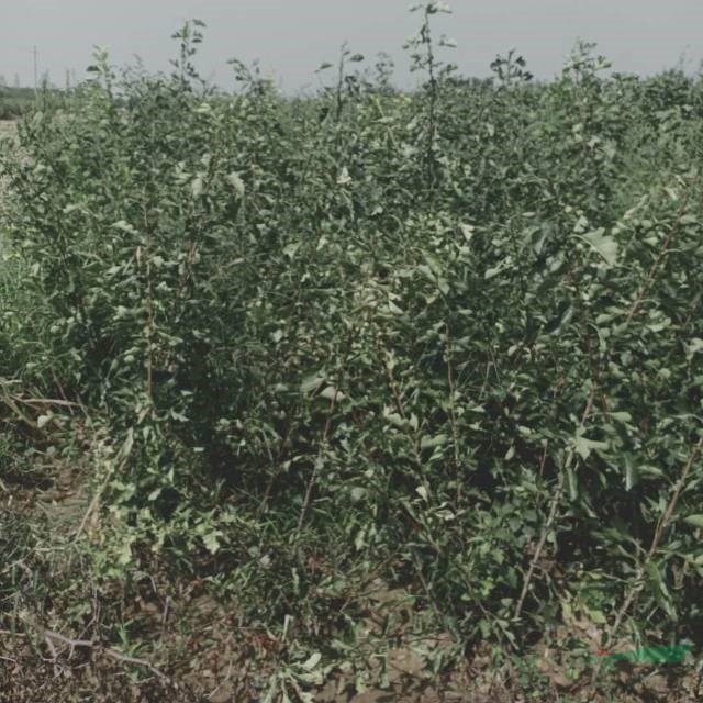 大金星山楂一年苗