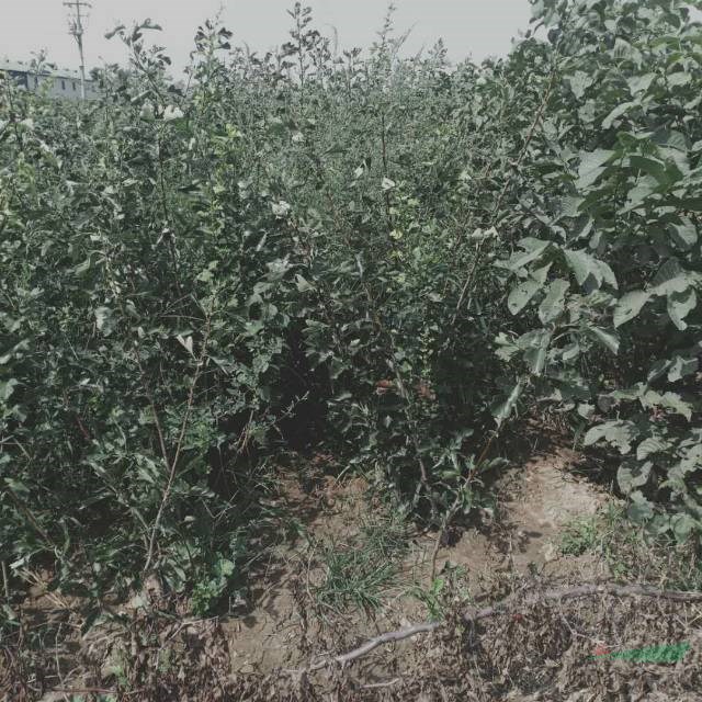 大金星山楂一年苗