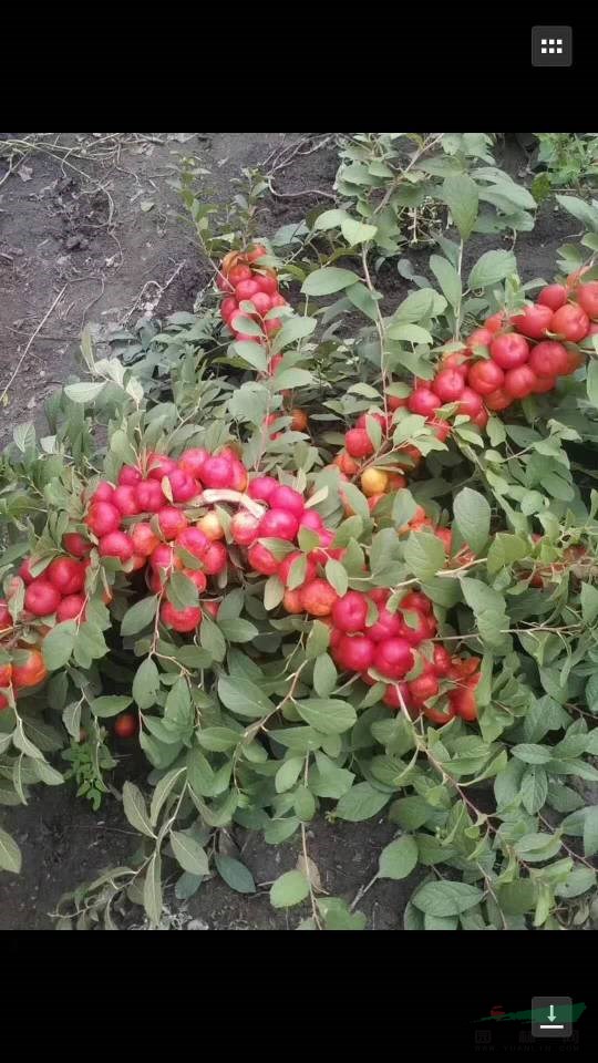 供應(yīng)山西3到5公分海紅果苗山溪有大量的三公分海紅果苗四公分海