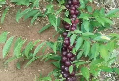 供應(yīng)山西3到5公分海紅果苗山溪有大量的三公分海紅果苗四公分海