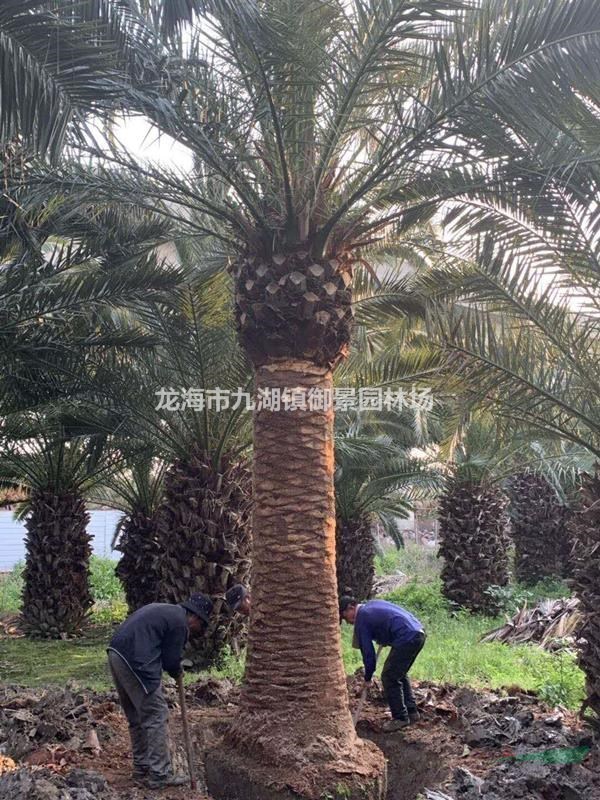 桿高2米 自然高度4.5米-5米加拿利海棗 海棗樹(shù)行道樹(shù)風(fēng)景樹(shù)（價(jià)格4500）