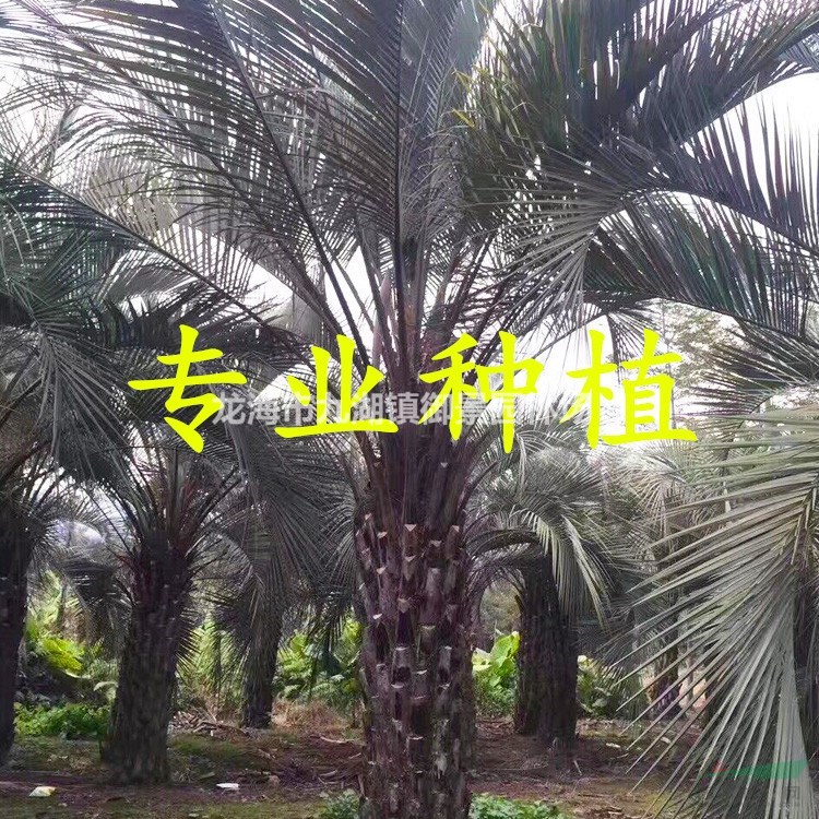 1.5米布迪椰子价格 2.5米布迪椰子价格 4米布迪椰子价格