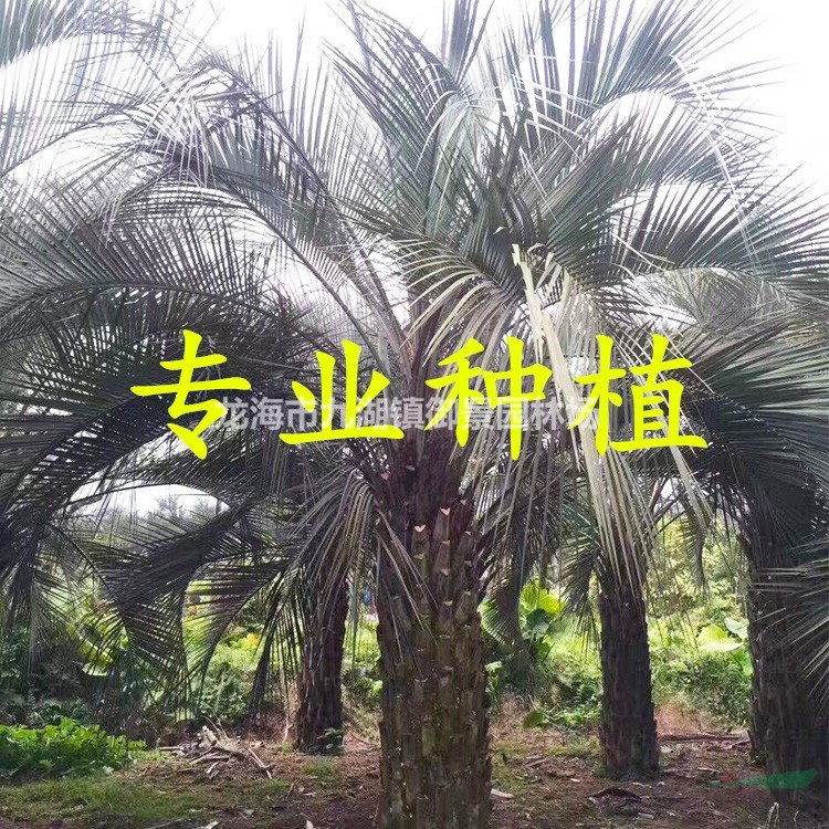 1.5米布迪椰子价格 2.5米布迪椰子价格 4米布迪椰子价格