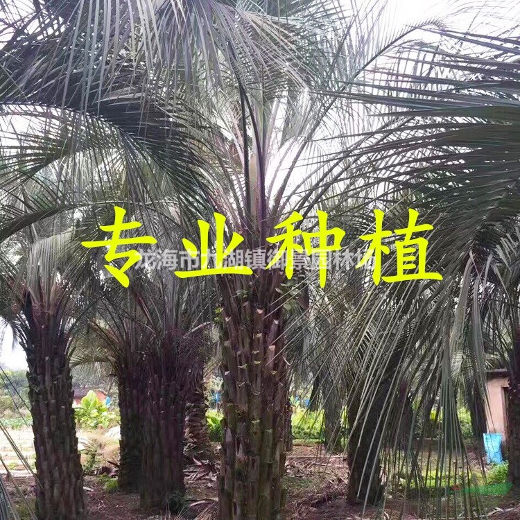 1.5米布迪椰子价格 2.5米布迪椰子价格 4米布迪椰子价格
