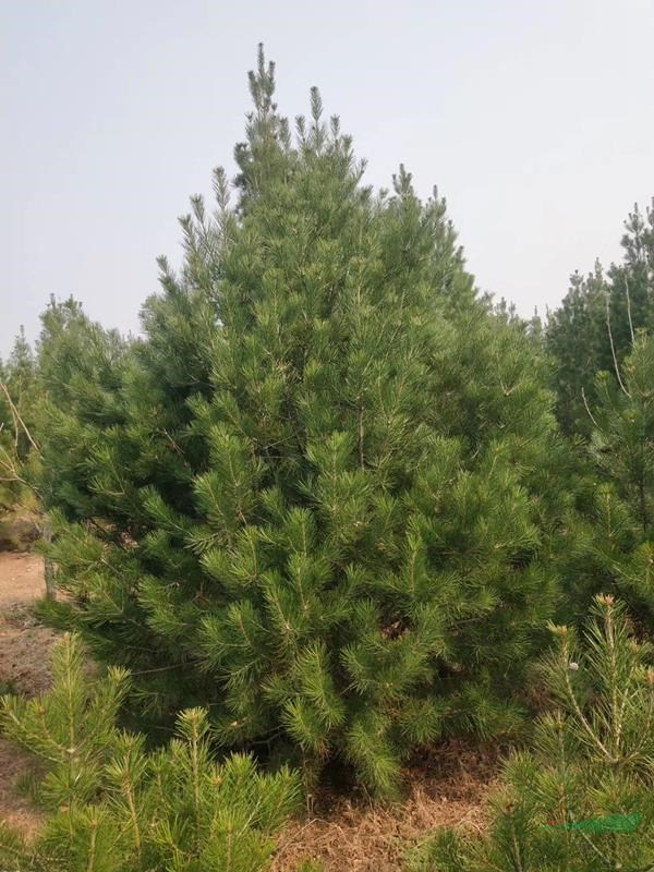 1.2米白皮松 1.5米白皮松2021年价格