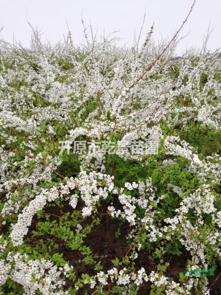 珍珠繡線菊